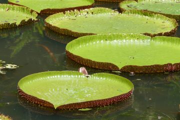 Sir Seewoosagur Ramgoolam Botanical Garden